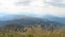 Common meadow-grass blown by wind in Carpathian Mountains