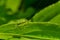 Common Meadow Katydid - Genus Conocephalus