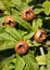 Common medlar fruit on branch