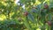 Common medlar tree with fruit in summer