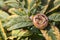 Common medlars on a tree