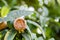 Common medlars on a tree