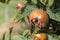 Common medlars on a tree