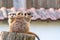 Common meerkat Suricata suricatta is guarding on the lookout tower. Watchful animal is standing on wooden trunk. Detail of cute