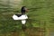 Common merganser