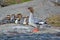 Common Merganser