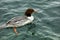 Common Merganser