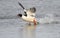 Common Merganser