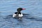 Common Merganser