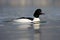 Common Merganser