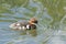 Common merganser chick