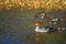 Common Merganser Duck