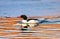 Common Merganser duck swimming in vibrantly colorful Winter Lake