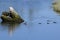 Common Merganser family in the water