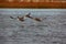 Common merganser females flying over water.