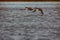 Common merganser females flying over water.