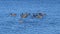 A Common Merganser and a flock of Canada geese swimming in blue lake water.