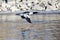 Common Merganser Flying Over the Frozen Winter River