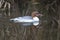 Common merganser/Goosander female (Mergus merganser) Germany