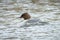 The common merganser or goosander female, Mergus merganser, swimming