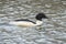 The common merganser or goosander male, Mergus merganser, swimming