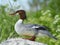 Common merganser or Goosander (Mergus merganser)