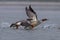 Common merganser or goosander or Mergus merganser observed in Gajoldaba in India