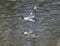 The common merganser Mergus merganser