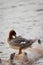 Common merganser, mergus merganser