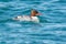 Common Merganser - Mergus merganser