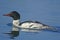 Common Merganser (Mergus merganser)