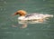 Common Merganser (Mergus merganser)