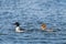 Common merganser - Mergus merganser - a female medium-sized water bird from the duck family, a male in a mating robe