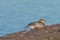 Common merganser on the rocky shoreline of Lake Superior pictured from Porcupine Mountains Wilderness State Park in the Upper Peni