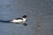 Common Merganser Swimming in the Cold Blue Water