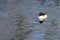 Common Merganser Swimming in the Cold Blue Water