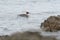 Common Merganser swimming in ocean