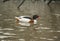 Common Merganser swims in water.