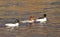 Common mergansers