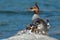 Common Mergansers in Maine