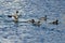 Common Mergansers Swimming in the Lake