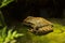 The Common Mexican tree frog Smilisca baudinii.