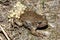 The common midwife toad (Alytes obstetricans) male with a clutch of eggs around his legs