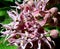 Common Milkweed - Asclepias Syriaca