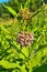 Common Milkweed (Asclepias syriaca