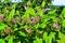 Common Milkweed (Asclepias syriaca