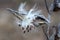 Common Milkweed (Asclepias syriaca) closeup