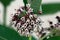 Common milkweed or Asclepias syriaca flowering perennial plant with bunch of small white through purplish partially open flowers