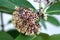 Common milkweed or Asclepias syriaca flowering perennial plant with bunch of small white through purplish turning brown open