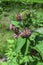 Common Milkweed (Asclepias syriaca) growing in a meadow